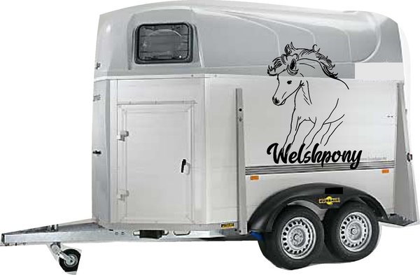 'Welshpony' - Welsh - Pony