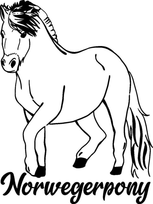 'Norwegerpony' - Pony – Fjordpferd
