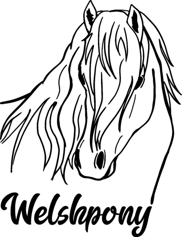 'Welsh-Pony' - Pony – Pferd