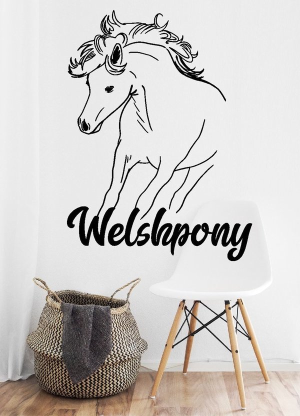 'Welshpony' - Pony – Pferd